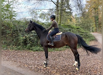 Hanoverian, Gelding, 4 years