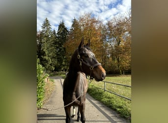 Hanoverian, Gelding, 4 years