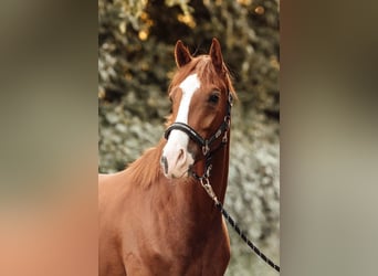 Hanoverian Mix, Gelding, 5 years, 15.1 hh, Chestnut-Red