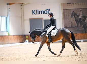 Hanoverian, Gelding, 5 years, 15.3 hh, Bay