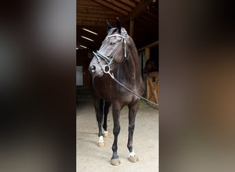 Hanoverian, Gelding, 5 years, 15.3 hh, Black