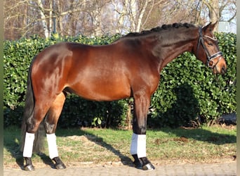 Hanoverian, Gelding, 5 years, 15.3 hh, Brown