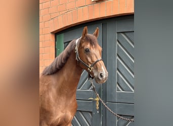 Hanoverian, Gelding, 5 years, 15.3 hh, Chestnut