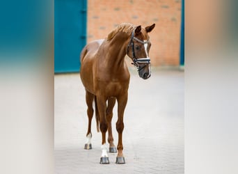 Hanoverian, Gelding, 5 years, 15,2 hh, Chestnut-Red