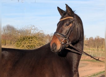 Hanoverian, Gelding, 5 years, 15,3 hh, Bay-Dark