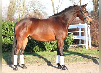 Hanoverian, Gelding, 5 years, 15,3 hh, Brown