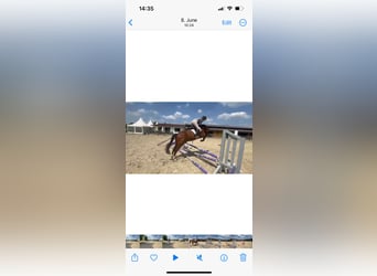 Hanoverian, Gelding, 5 years, 15,3 hh, Brown-Light