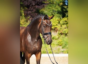 Hanoverian, Gelding, 5 years, 16.1 hh, Bay-Dark