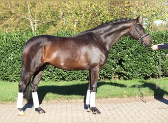 Hanoverian, Gelding, 5 years, 16.1 hh, Bay-Dark