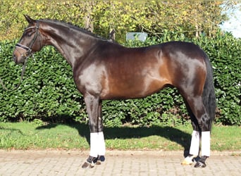 Hanoverian, Gelding, 5 years, 16.1 hh, Bay-Dark