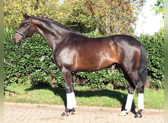 Hanoverian, Gelding, 5 years, 16.1 hh, Bay-Dark
