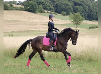 Hanoverian, Gelding, 5 years, 16.1 hh, Bay-Dark