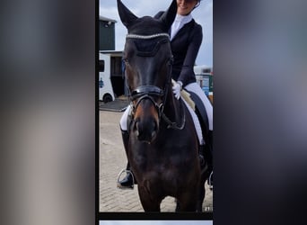 Hanoverian, Gelding, 5 years, 16.1 hh, Bay-Dark
