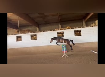 Hanoverian, Gelding, 5 years, 16,1 hh, Bay-Dark