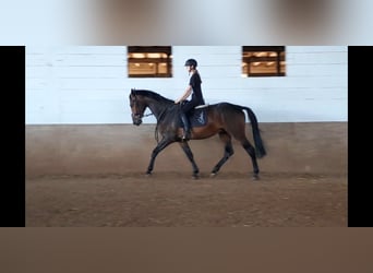 Hanoverian, Gelding, 5 years, 16,1 hh, Bay-Dark