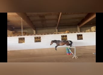 Hanoverian, Gelding, 5 years, 16,1 hh, Bay-Dark