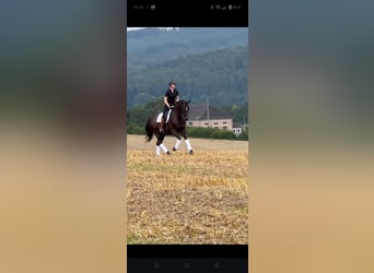 Hanoverian, Gelding, 5 years, 16,1 hh, Black