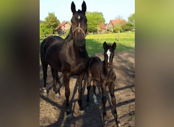 Hannoveraner, Wallach, 5 Jahre, 16,1 hh, Rappe