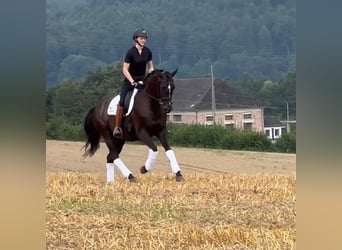 Hannoveraner, Wallach, 5 Jahre, 16,1 hh, Rappe