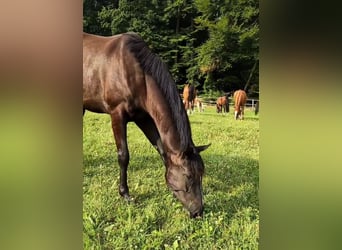 Hannoveraner, Wallach, 5 Jahre, 16,1 hh, Rappe