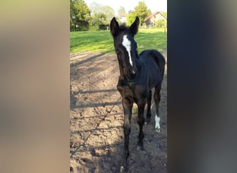 Hannoveraner, Wallach, 5 Jahre, 16,1 hh, Rappe