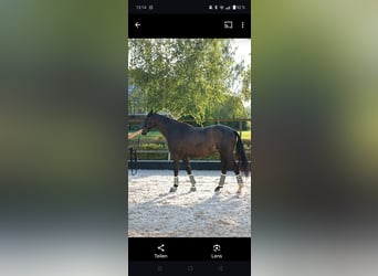 Hanoverian, Gelding, 5 years, 16,1 hh, Black