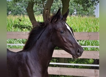 Hannoveraner, Wallach, 5 Jahre, 16,1 hh, Rappe