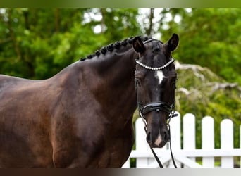 Hanoverian, Gelding, 5 years, 16.1 hh, Black