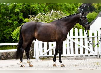 Hanoverian, Gelding, 5 years, 16.1 hh, Black