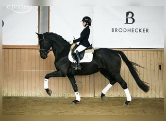Hanoverian, Gelding, 5 years, 16.1 hh, Black