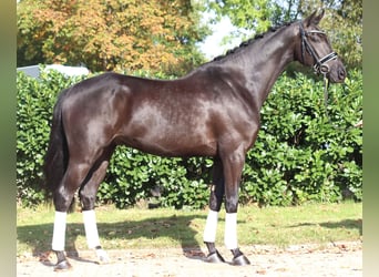 Hanoverian, Gelding, 5 years, 16.1 hh, Black