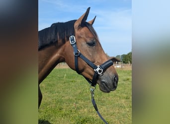 Hannoveraner, Wallach, 5 Jahre, 16,1 hh, Brauner