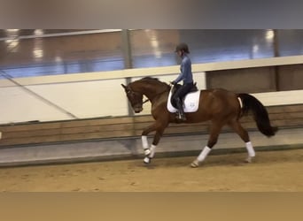 Hanoverian, Gelding, 5 years, 16,1 hh, Brown