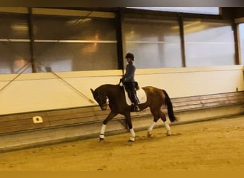 Hanoverian, Gelding, 5 years, 16,1 hh, Brown