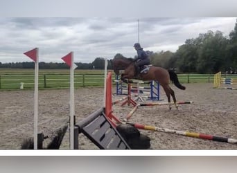 Hanoverian, Gelding, 5 years, 16,1 hh, Brown