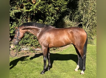 Hanoverian, Gelding, 5 years, 16,1 hh, Brown