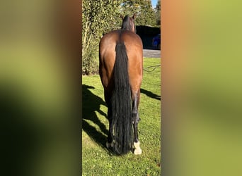 Hanoverian, Gelding, 5 years, 16,1 hh, Brown