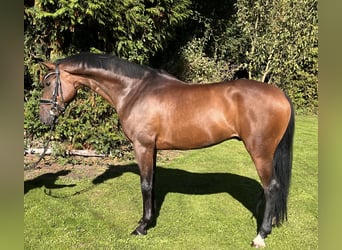 Hanoverian, Gelding, 5 years, 16,1 hh, Brown