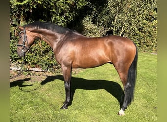 Hanoverian, Gelding, 5 years, 16,1 hh, Brown