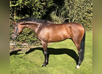 Hanoverian, Gelding, 5 years, 16,1 hh, Brown