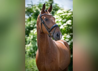 Hanoverian, Gelding, 5 years, 16.1 hh, Brown
