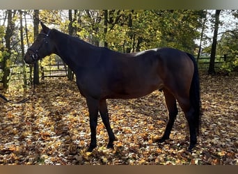 Hanoverian, Gelding, 5 years, 16,1 hh, Brown