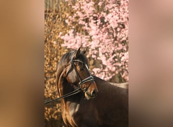 Hanoverian, Gelding, 5 years, 16,1 hh, Brown