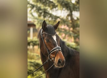 Hanoverian, Gelding, 5 years, 16,1 hh, Brown