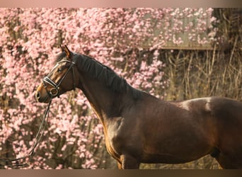 Hanoverian, Gelding, 5 years, 16,1 hh, Brown