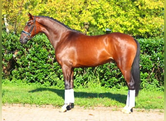 Hanoverian, Gelding, 5 years, 16,1 hh, Brown