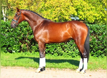 Hanoverian, Gelding, 5 years, 16,1 hh, Brown