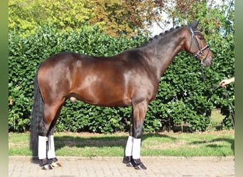 Hanoverian, Gelding, 5 years, 16.1 hh, Brown