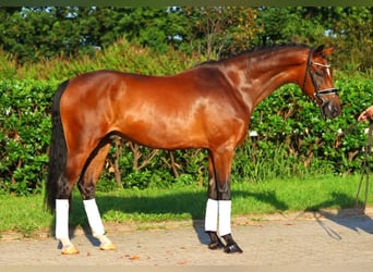 Hanoverian, Gelding, 5 years, 16,1 hh, Brown