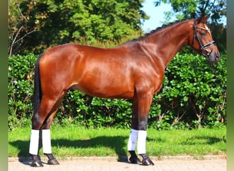 Hanoverian, Gelding, 5 years, 16.1 hh, Brown